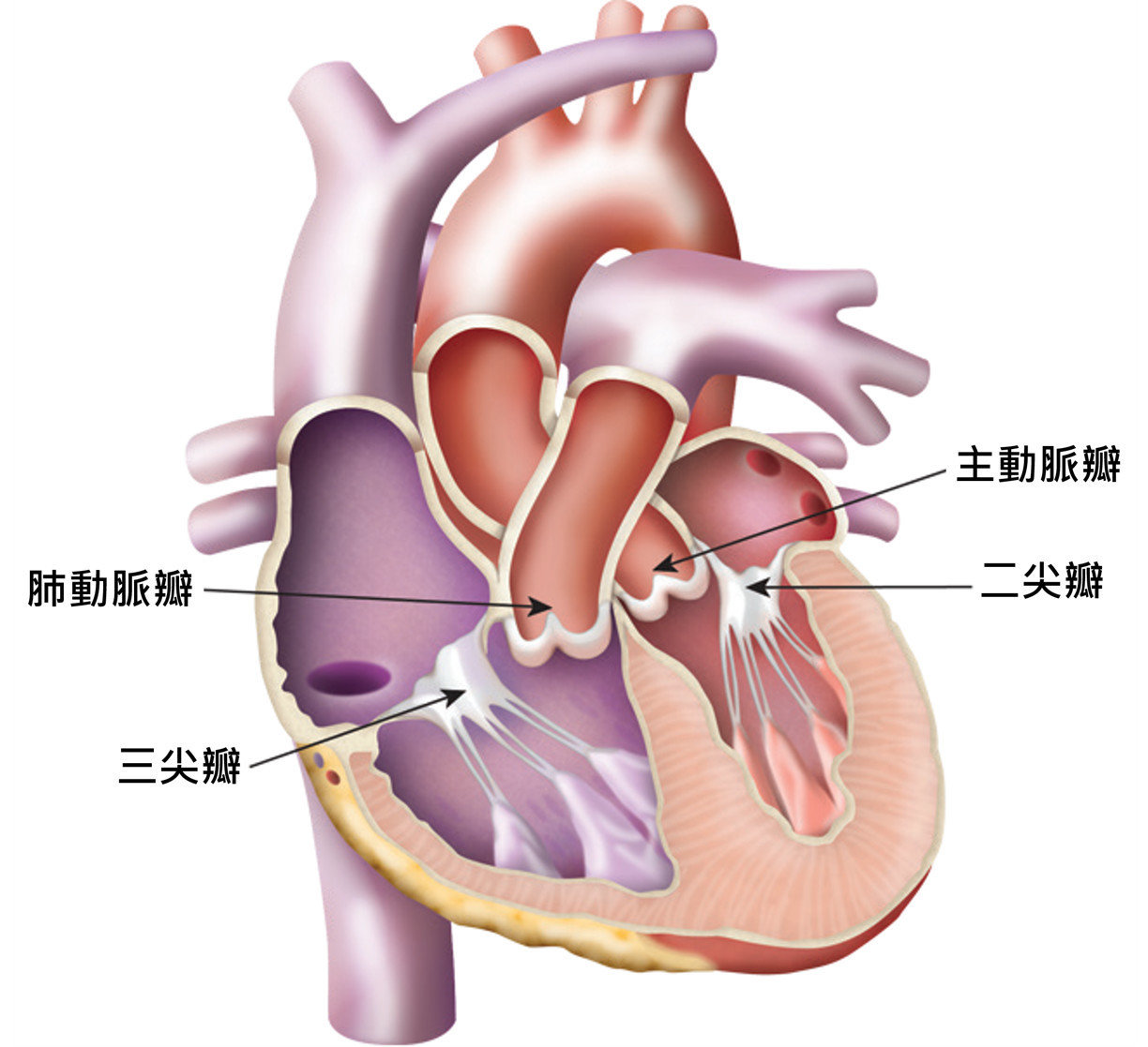 心臟瓣膜位於心臟的腔室及主要血管之間，負責把關血液流向。