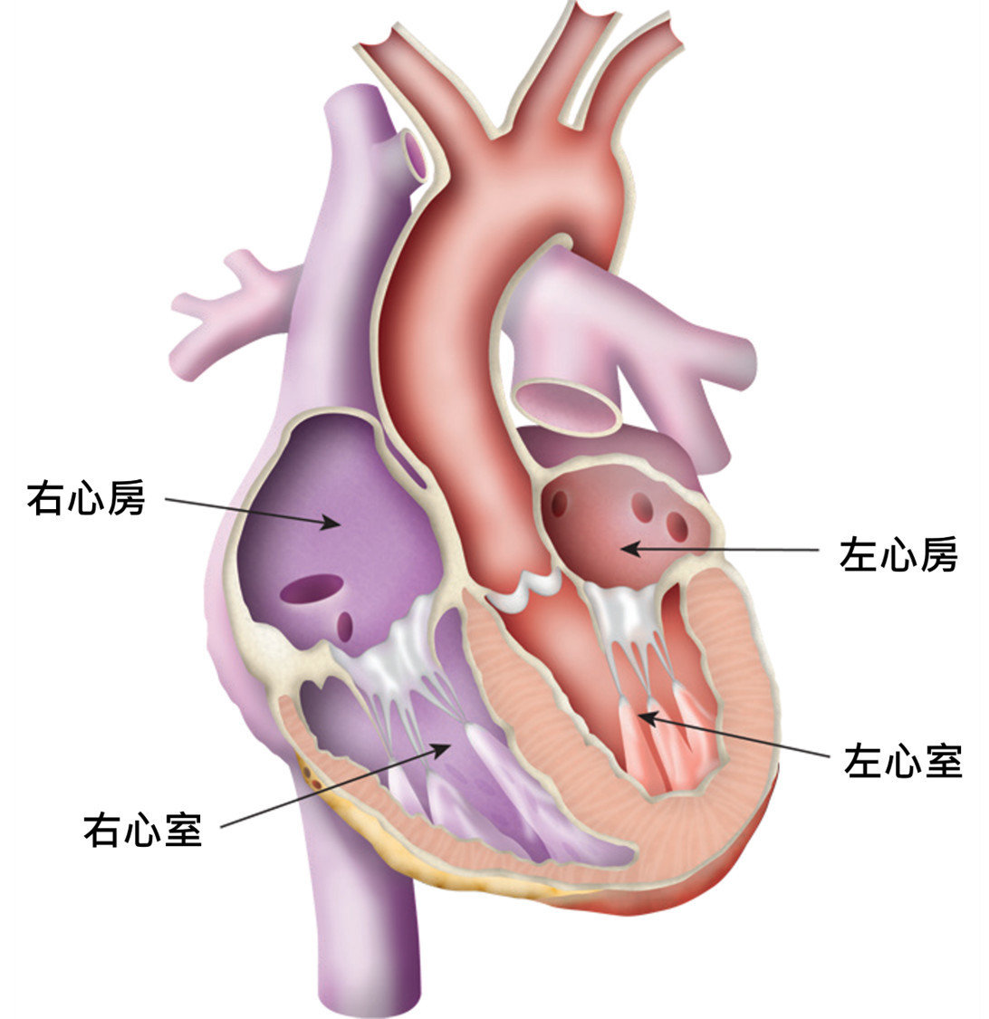 心臟內劃分為四個腔室組成，上方接收血液的腔室稱為「心房」，下方送出血液的腔室稱為「心室」心臟內劃分為四個腔室組成，上方接收血液的腔室稱為「心房」，下方送出血液的腔室稱為「心室」